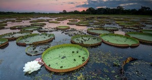Llueve en el Pantanal, pero no en los niveles esperados - 1000 Noticias