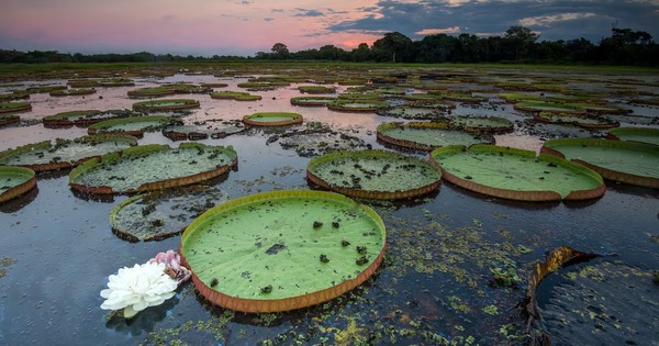 Llueve en el Pantanal, pero no en los niveles esperados - 1000 Noticias