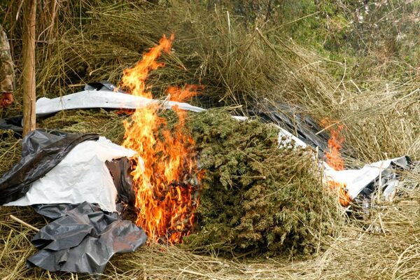 Senad realiza fuerte persecución al cultivo de marihuana en Canindeyú - ADN Digital