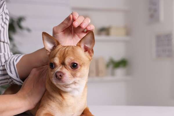 La acupuntura y homeopatía como terapias alternativas para animales, ¿funcionan? - Mascotas - ABC Color