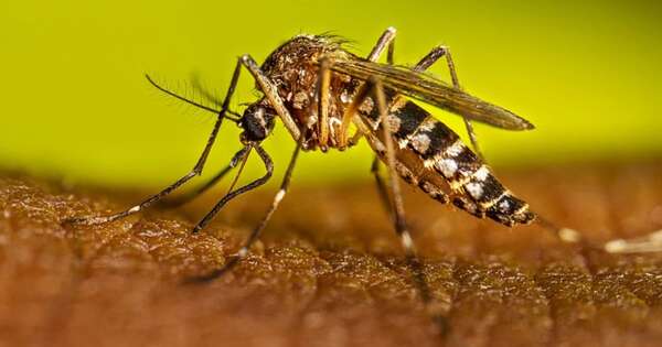 Diario HOY | Lucha contra el dengue: recomendaciones para la temporada de lluvias