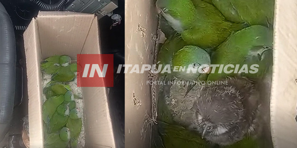 RESCATAN ANIMALES SILVESTRES QUE ERAN COMERCIALIZADOS EN LA VÍA PÚBLICA EN TRINIDAD - Itapúa Noticias
