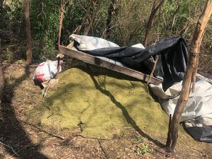 Destruyen 11 hectáreas de cultivo y 300 kilos de marihuana durante operativo en San Alfredo