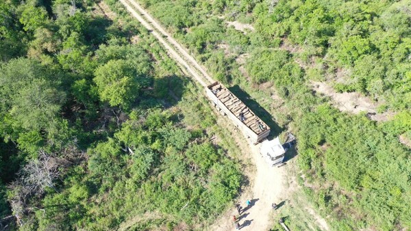 Incautan 350 rollos de palo santo en zona de la ruta Bioceánica de Alto Paraguay