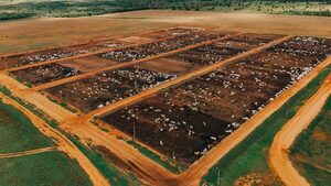 Gira por confinamientos: Animal Solution evalúa la producción intensiva de carne en Paraguay