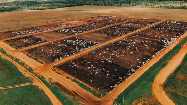 Gira por confinamientos: Animal Solution evalúa la producción intensiva de carne en Paraguay