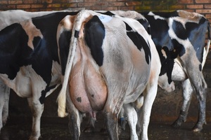 Suba para los lácteos en Fonterra; leche en polvo entera aumentó 3,2%