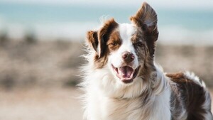 Repelentes para perros: ¿mito o realidad?