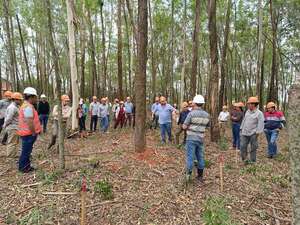 Hormigas cortadoras causan pérdidas en cultivos forestales - Economía - ABC Color