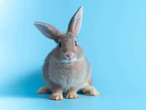 Curiosidades de las mascotas: hábitos y comportamientos más inusuales  - Mascotas - ABC Color