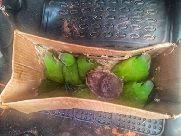 Rescatan 32 cotorras y una lechuza que se ofrecían a la venta en Trinidad - Policiales - ABC Color