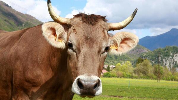 Le corneó una vaca y murió de infarto