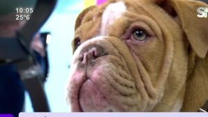 ¿Cómo cuidar a nuestros perritos? - SNT