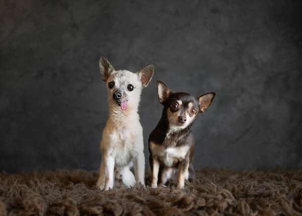 Perros: estas son las razas más longevas y sus secretos - Mascotas - ABC Color