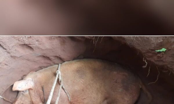 Chancha en la dulce espera rescatada por bomberos de un pozo