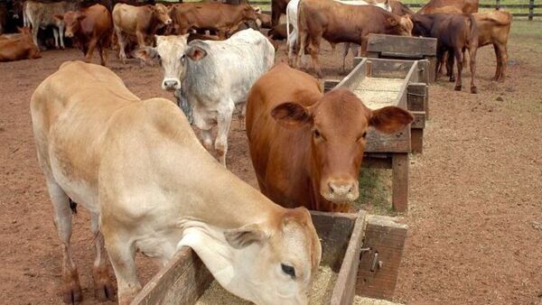 Filipinas considera comprar carne paraguaya