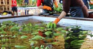 La Nación / Ruta de la Banana: productores estiman inicio de obras en diciembre