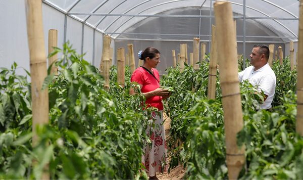 El Senado aprobó la flexibilización legal a favor de las Mipymes. Incluye exoneración de impuestos