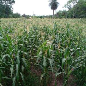 Lluvias traen esperanza a los agricultores de Ñeembucú - Economía - ABC Color