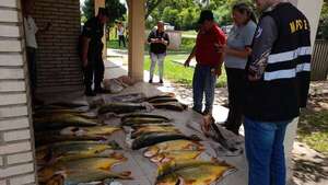 En temporada de veda, incautan 193 kilos de dorado en Ayolas - Nacionales - ABC Color