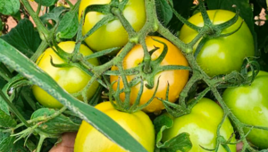 Tomates todo el año: el plan del MAG que revoluciona la agricultura paraguaya