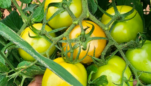 Tomates todo el año: el plan del MAG que revoluciona la agricultura paraguaya