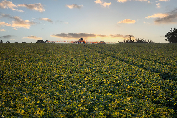 En el Chaco, la agricultura que se encuentra en crecimiento complementará cada vez más a la ganadería, aseguran