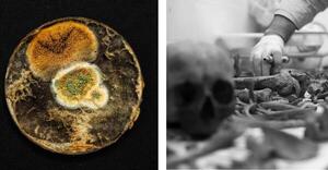 CONACYT anuncia los ganadores del concurso nacional de fotografía científica
