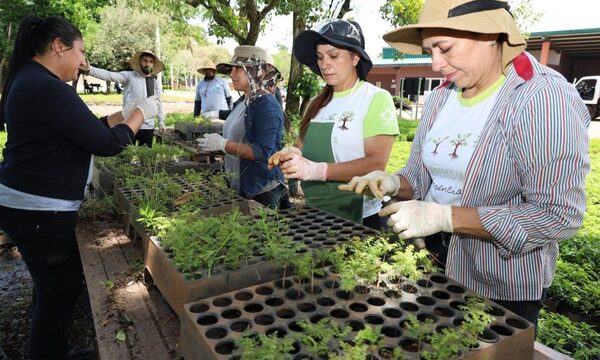 Centro Ambiental de Itaipú registra una óptima producción de plantines forestales y medicinales – Diario TNPRESS