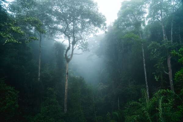 ¿Cómo se puede medir la salud de un ecosistema y su biodiversidad? - Ciencia - ABC Color