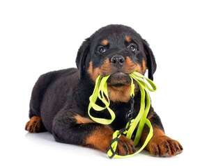 Esta es la cantidad de tiempo que deberías pasear a tu mascota - Mascotas - ABC Color
