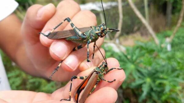 Plaga de langostas ingresó desde Bolivia