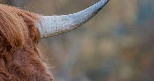 Diario HOY | Agricultor muere tras ser corneado por su vaca en su estancia