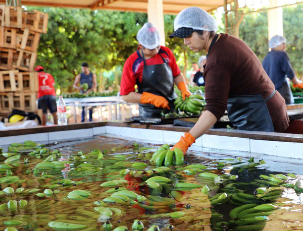 Ruta de la Banana: productores estiman inicio de obras en diciembre