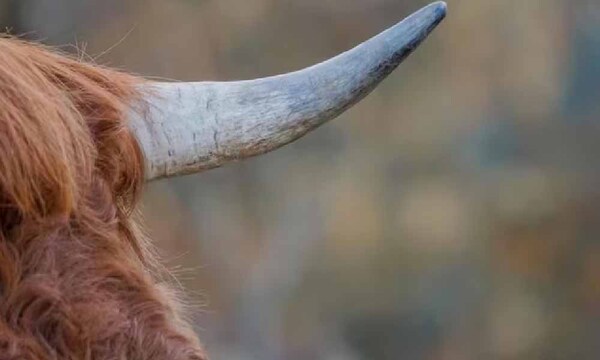 Agricultor muere tras ser corneado por su vaca en su estancia – Prensa 5