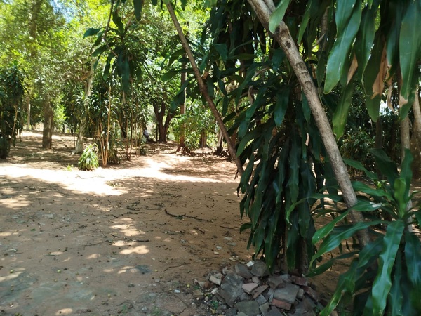 Asunción revisa protección arbórea mientras vecinos denuncian tala
