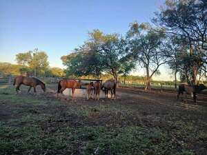 Alto Paraguay: Tras llegada de las lluvias se logra superar la dura temporada de sequía - Noticias del Chaco - ABC Color