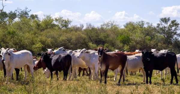 La Nación / Repudian decisión de una multinacional de suspender la compra de carne del Mercosur
