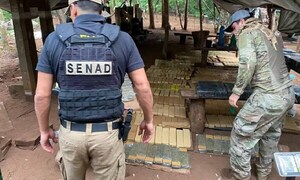 Senad destruye marihuana en reserva privada de Amambay – Prensa 5