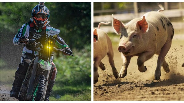 Por Campeonato de Rally Cross piden resguardar a vacas y chanchos umía y se desató la polémica