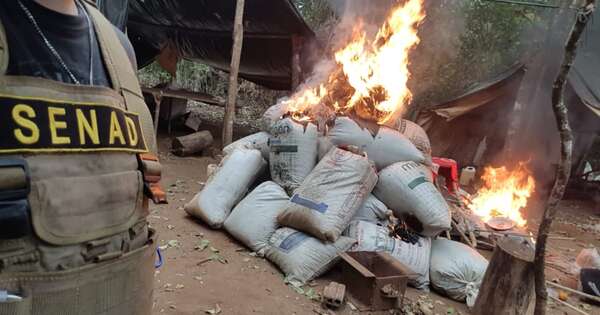 La Nación / Destruyen más de 3 toneladas de marihuana en reserva forestal cerca de la frontera
