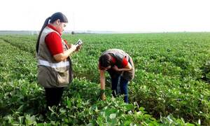 Senave controla focos de plagas en cultivos • RADIO NACIONAL