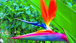 Estas son las 10 plantas decorativas más vendidas durante el verano