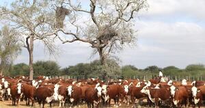 La Nación / Repudian decisión de suspender la compra de carne del Mercosur