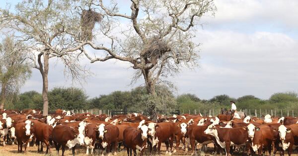 La Nación / Repudian decisión de suspender la compra de carne del Mercosur