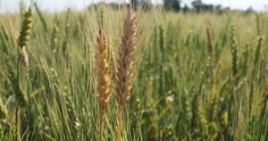 La Nación / Octubre: envíos de trigo crecieron más de 76.000 toneladas frente al año anterior
