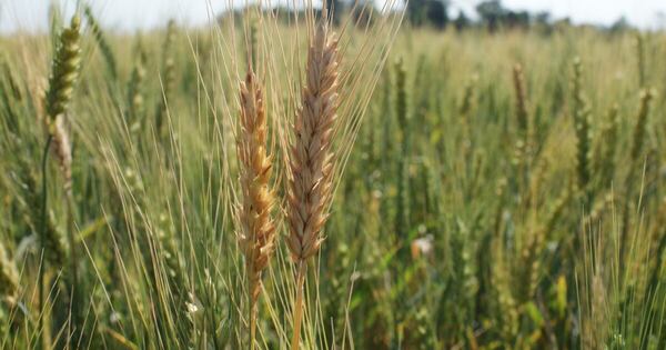 La Nación / Octubre: envíos de trigo crecieron más de 76.000 toneladas frente al año anterior
