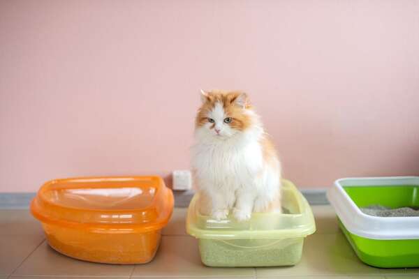 Diarrea en gatos: tratamiento y prevención adecuados - Mascotas - ABC Color