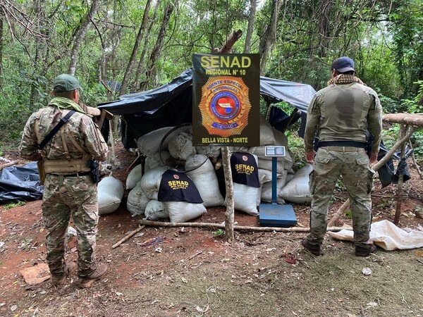 Desmantelan campamentos y confiscan más de 2.100 kilos de marihuana en Amambay - 1000 Noticias