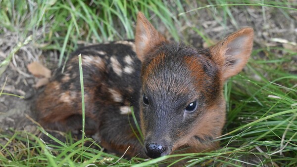 Nace en un parque de Argentina un pudú, uno de los ciervos más pequeños del mundo